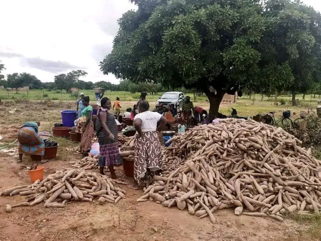 Smallholder farmers with a fresh cassava harvest